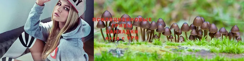 Псилоцибиновые грибы Psilocybe  купить наркоту  Нытва 